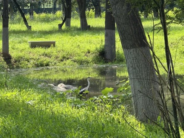 云操盘 一周的守护，换它重返自然的怀抱