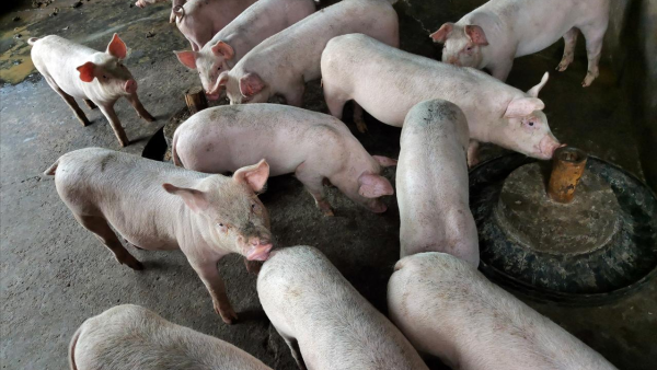 启运配资 创新低, 猪价下跌“拦不住”! 附: 8月28日猪价