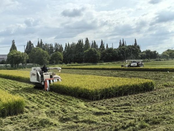 联丰优配 “两次对标”塑造出“上海大米”新形象——上海优质稻米产业发展观察